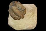 Bargain, Reedops Trilobite - Foum Zguid, Morocco #119904-1